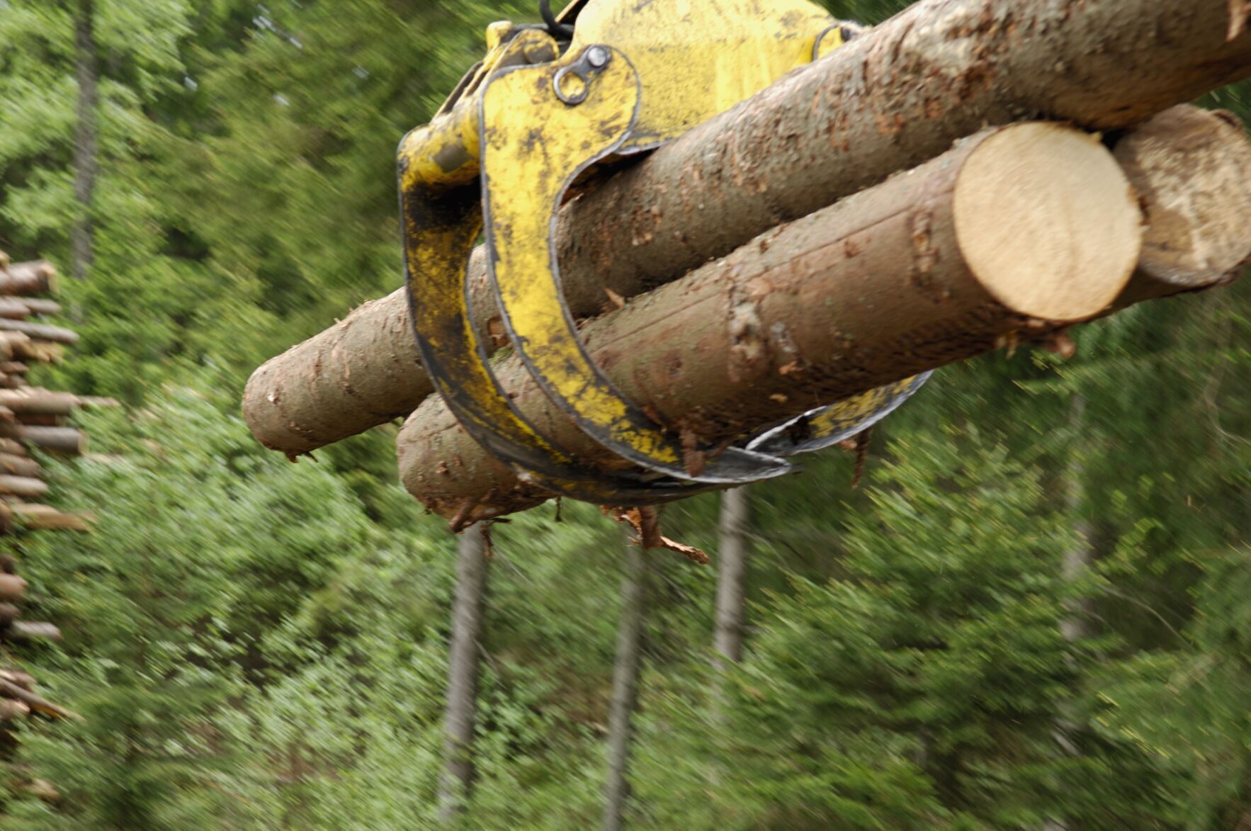 Timber Harvest Report